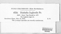 Diplodia juglandis image